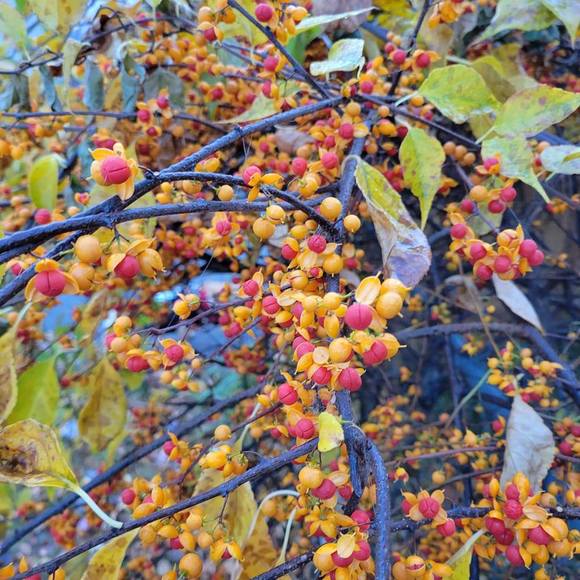 Meet your Posher, Theresa - Picture 1 of 1